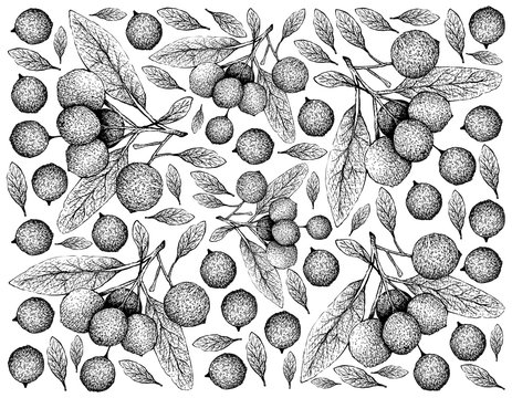 Tropical Fruit, Illustration Wallpaper of Hand Drawn Sketch Ripe and Sweet Hanza or Boscia Senegalensis Fruits Isolated on White Background.