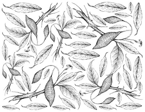 Tropical Fruits, Illustration Wallpaper of Hand Drawn Sketch Fresh Tabernanthe Iboga Fruits Isolated on White Background.