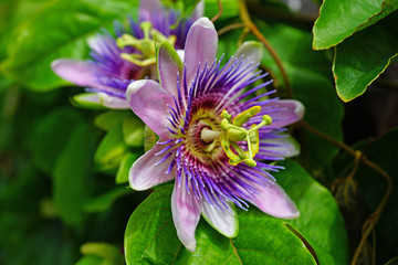 Purple and white flower of the passiflora caerulea vine - obrazy, fototapety, plakaty