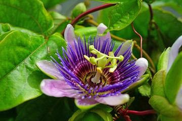 Purple and white flower of the passiflora caerulea vine