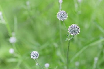 Spiny flower thistle on colorful blurred background with sunlight. Natural environment, beautiful natural scene. Flowery background with copy space, selective focus.