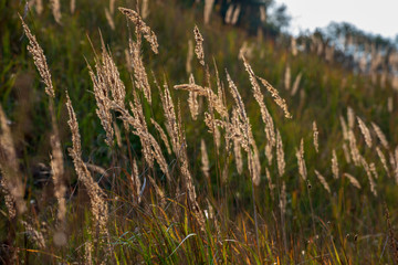 non specific nature forest bed details of foliage