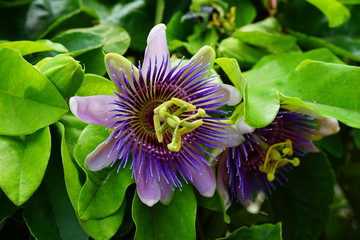 Purple and white flower of the passiflora caerulea vine © eqroy