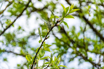 non specific nature forest bed details of foliage