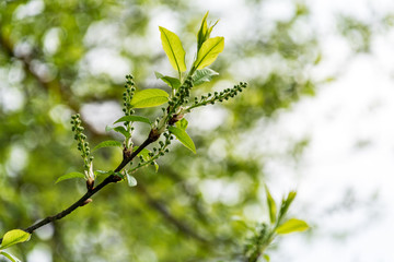 non specific nature forest bed details of foliage