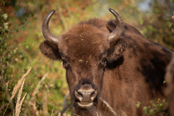 European bison