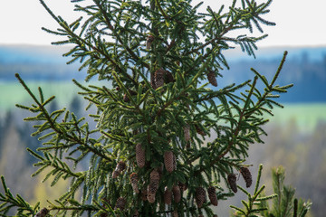non specific nature forest bed details of foliage