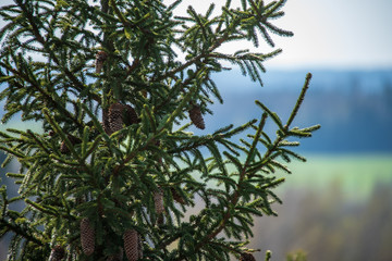 non specific nature forest bed details of foliage