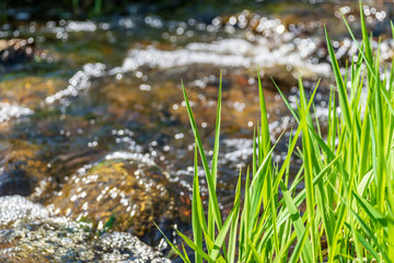 non specific nature forest bed details of foliage