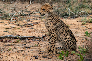 cheetah cub