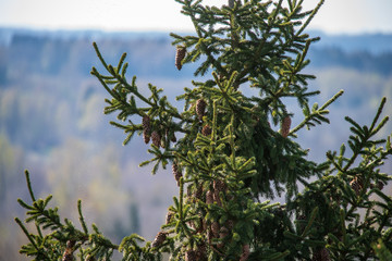 non specific nature forest bed details of foliage