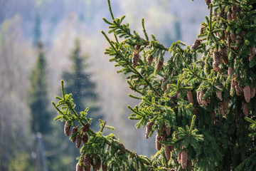 non specific nature forest bed details of foliage