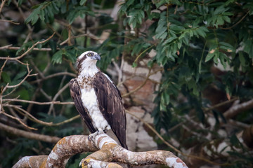 osprey on a branch