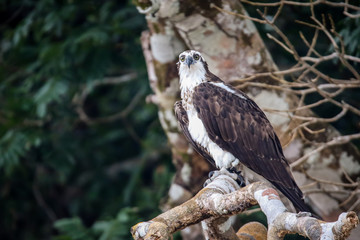 osprey on a branch