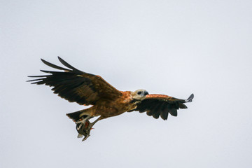 eagle with red piranha