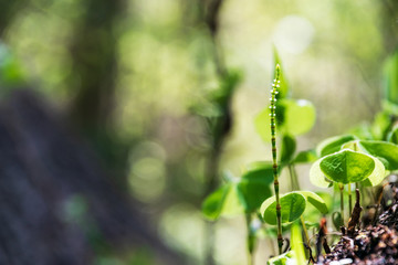 non specific nature forest bed details of foliage