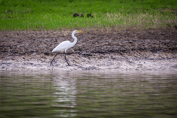 heron by the water