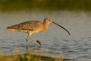 Eurasian Curlew / Numenius arquata