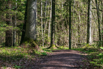 Fototapeta premium non specific nature forest bed details of foliage