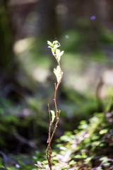 non specific nature forest bed details of foliage