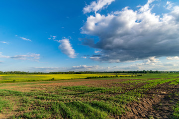 Fototapeta na wymiar cultivated wheat field in summer