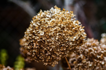 Dried hydrangea in the garden in late autumn.