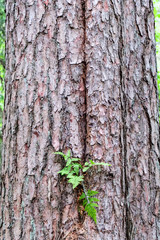 old dry wooden plank texture