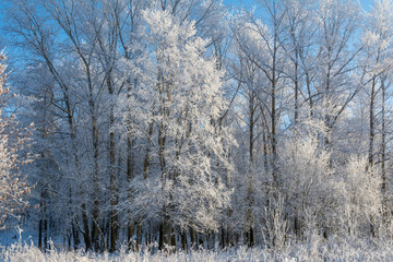 Tree branches covered with snow and frost