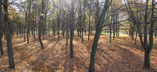 Panoramic view of autumn park with young linden trees and fallen yellowed leaves. Minsk, Belarus