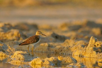 Wood Sandpiper / Tringa glareola