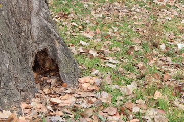 Fototapeta na wymiar mink in the tree