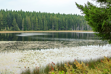 edge of a calm lake with lilipads and dim skys