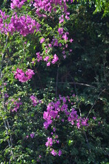 Obraz premium flowers