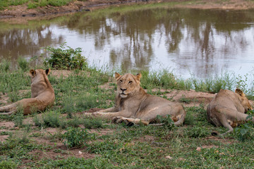 lioness 