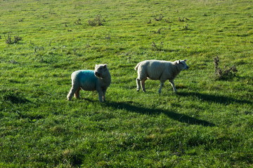 English Lamb and sheep in Seven Sisters