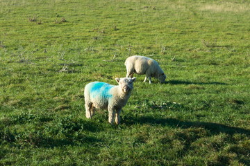 Fototapeta premium English sheep and lambs in Seven Sisters