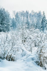 Fototapeta na wymiar Beautiful fabulous snowy winter coniferous forest