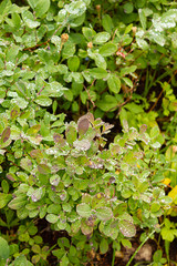 leaves with dew drops on them on summer morning