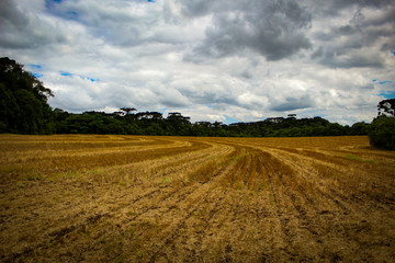 Fototapeta premium road in the field