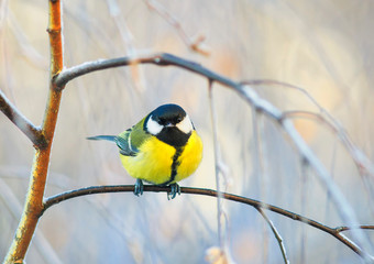 cute little chickadee bird sitting on the branch of a birch in a cold Park in winter morning