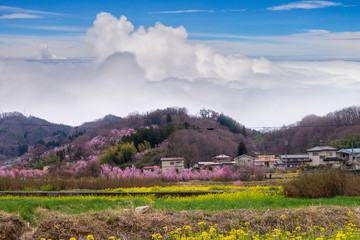 Obraz premium Cherry-blossom trees (Sakura) and many kinds of flowers in Hanamiyama park with clear blue sky background, Fukushima, Tohoku area, Japan. The park is very famous Sakura view spot