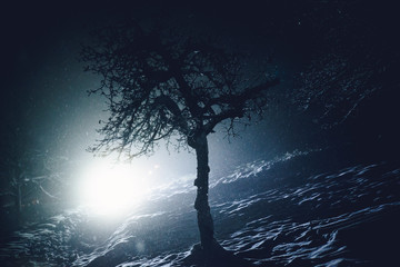 Tree in the night