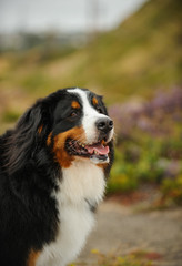 Bernese Mountain Dog portrait in flower field