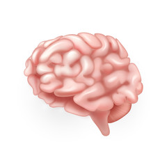 Human Brain. Illustration isolated on white background. Graphic concept for your design