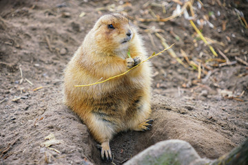 Picture of young gopher in the zoo sitting on the stone