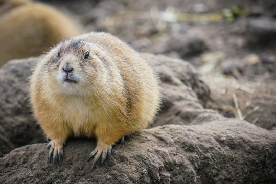 Picture of young gopher in the zoo sitting on the stone
