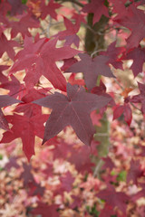 Liquidambar styraciflua