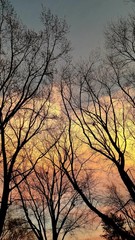 Obraz na płótnie Canvas Winter Sunset Trees