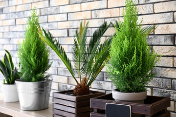 Pots with cypress trees and areca palm on table in room