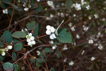 Symphoricarpos albus